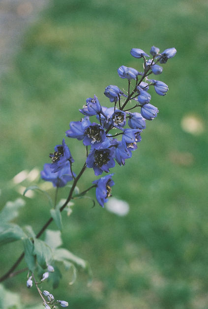 Bryony the Garden Designer Personal Brand Photography Northamptonshire by Gina Dover-Jaque