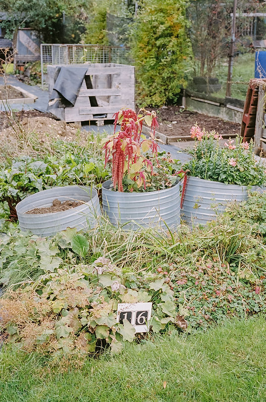 DOCTORS LANE ALLOTMENTS MELTON MOWBRAY SEP 2024-iphone snaps for the GMG by Gina Dover-Jaq