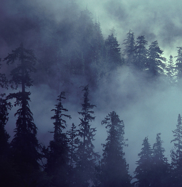 Forest Scene