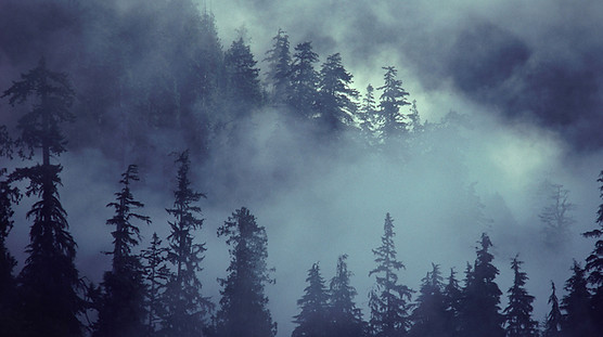 Forest Scene