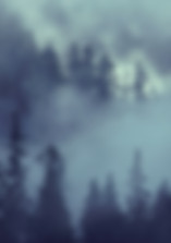 Forest Scene