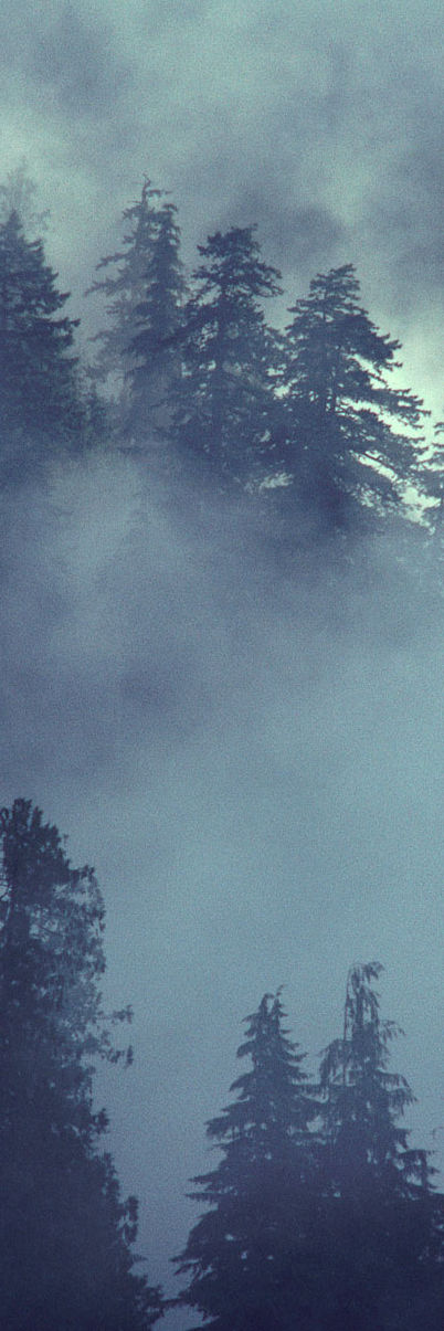 Forest Scene