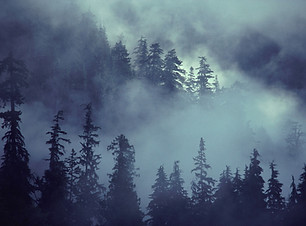 Forest Scene