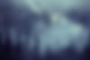 Forest Scene