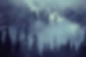 Forest Scene