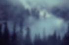 Foggy Forest Scene