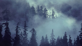 El Bosque Encantado de Dhu