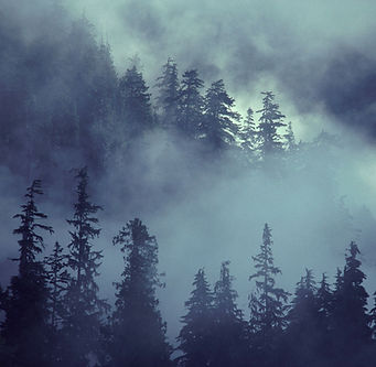 Forest Scene - Carbon sequestration Perhaps the most talked about and well-known benefit of tree planting is increased carbon