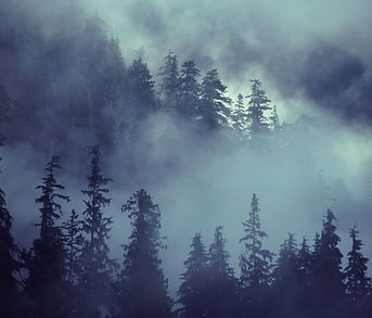 Foggy Forest Scene