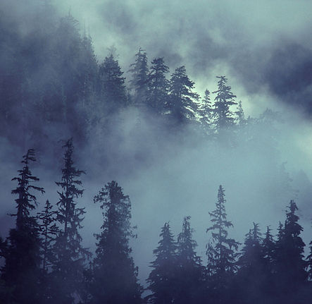 Foggy Forest Scene