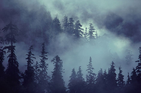 Forest Scene