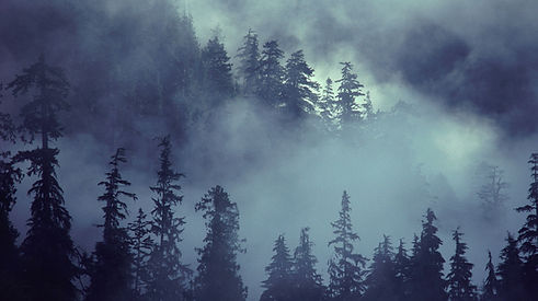 escena del bosque