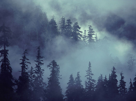 Forest Scene