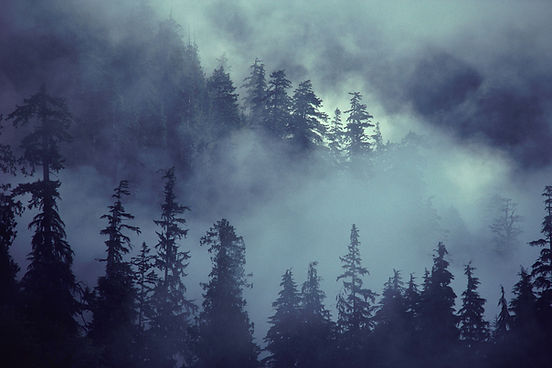 Scène de la forêt