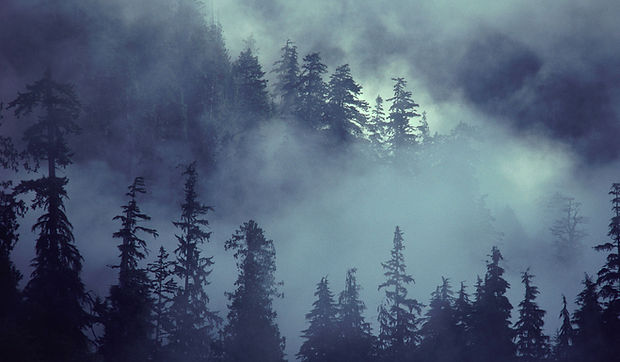 Forest Scene