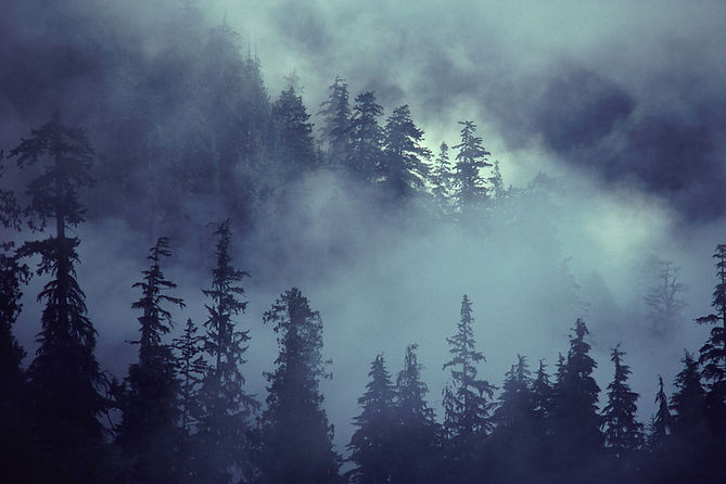 Scène de la forêt