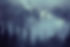 Forest Scene