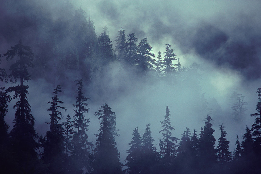 Scène de la forêt