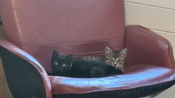 IMG-20260728-WA0004