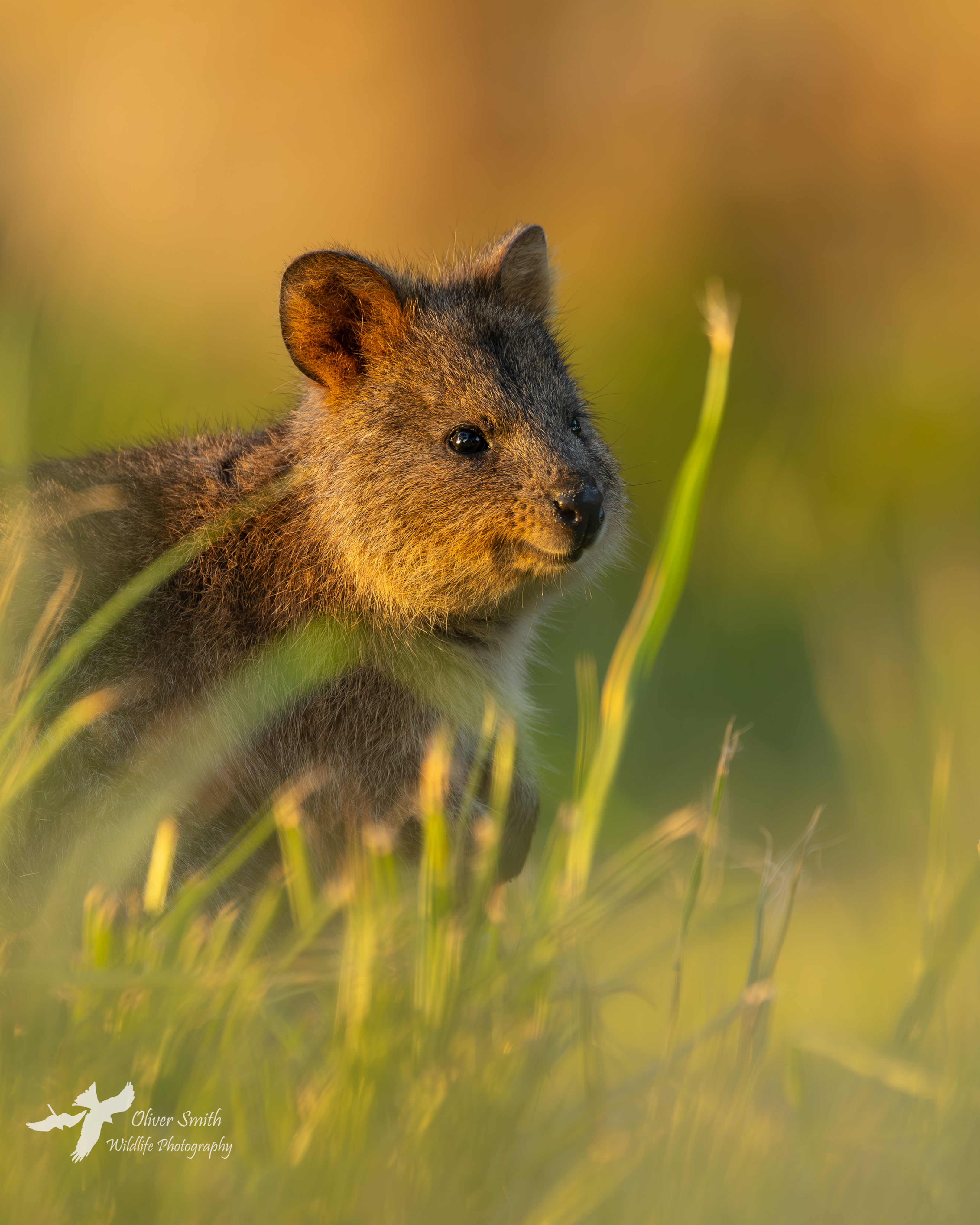 Quokka