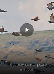 to learn what real peace is about.png