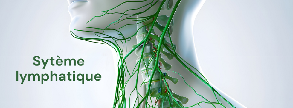 Sytème lymphatique.png