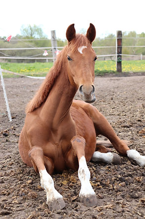 Sitzendes Pferd