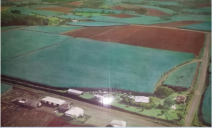 Nugget Koppen: Pioneer of Sugar Cane Agriculture