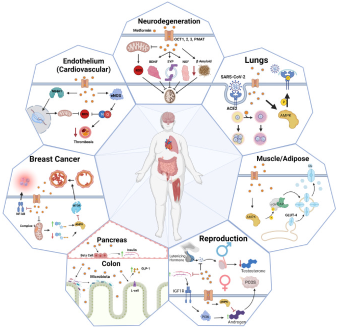 Metformin is a biguanide drug primarily used as a first-line treatment for type 2 diabetes (T2D). It has gained attention for potential longevity and broader metabolic benefits beyond glucose control.