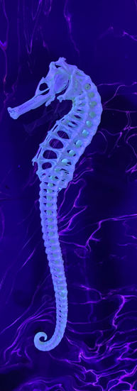 neon sehorse