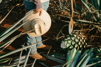 Blaue Weber Agave Herz Jimador Hacienda de Xalpa Tequila
