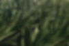 Agave azul Detail