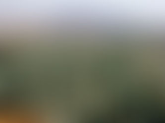 Setzlinge bereit für die Agavenfelder