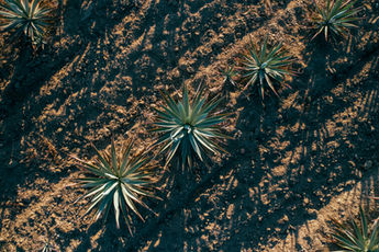 Agaven Landschaft Hacienda de Xalpa Tequila