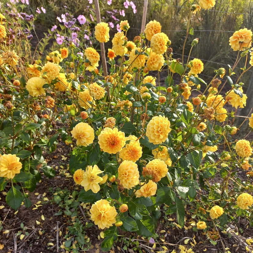 dahlia ballas orange lots.jpg