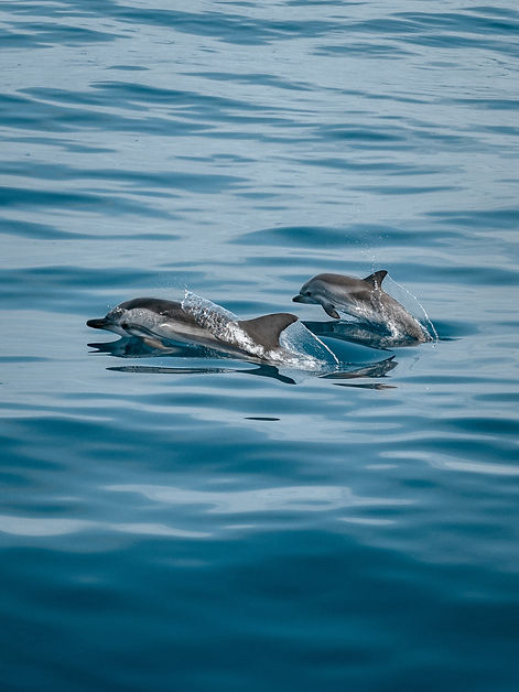 Dolphin.jpeg