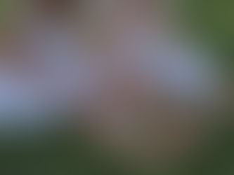 4 Reasons Your Skin Will Love Grass-Fed Tallow Balm