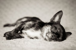 Ritratto fotografico di cane