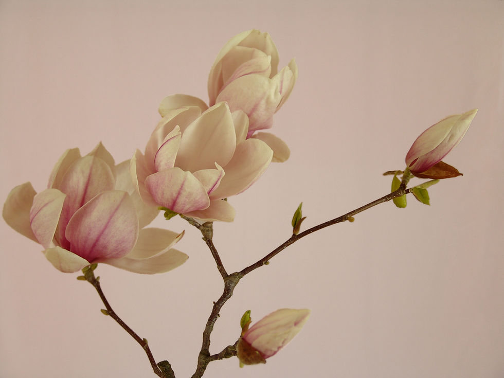 2026 트렌드로 본 ‘플로럴’의 새로운 쓰임