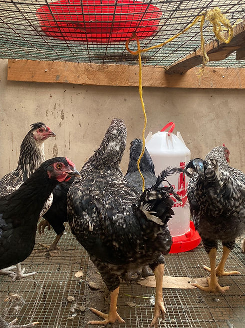 WhatsApp Image 2025-01-11 at 17.25.49(1).jpeg