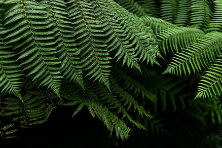 green ferns