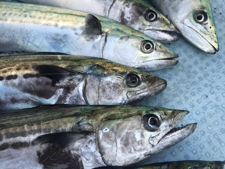 3月27日、東港湾内サゴシ