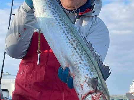 4月2日、湾内サワラ、サゴシ