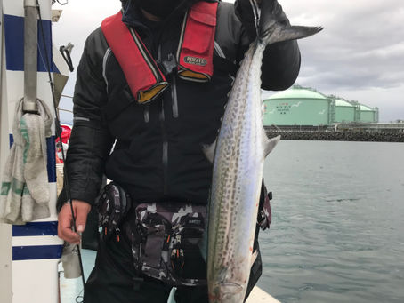 4月4日、湾内サワラ
