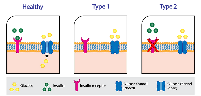 Diagram of blood sugar absorption