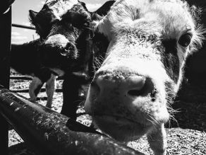 Factory Farming: What Have We Done? 