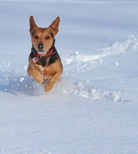 Geneticista traz recomendações para ajudar cães de rua e domésticos no inverno