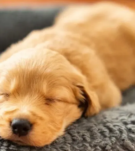 É lei: cachorros e gatos só poderão ser vendidos após 4 meses de vida em SP