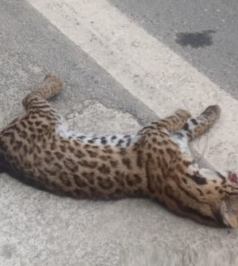 Animal silvestre morre atropelado na Rodovia Lívio Tagliassachi