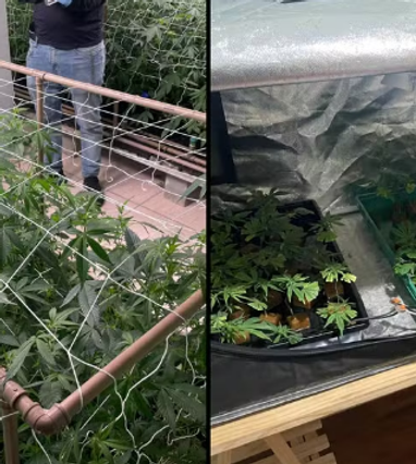 Polícia apreende mais de 400 pés de maconha encontrados em casa
